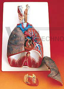 Lungs with Heart and Larynx